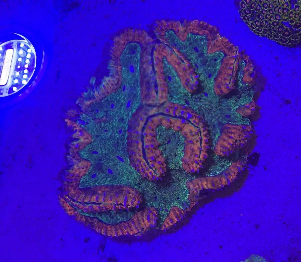 Kiwi Strawberry Brain Coral - Approximately 6” Wysiwyg 1