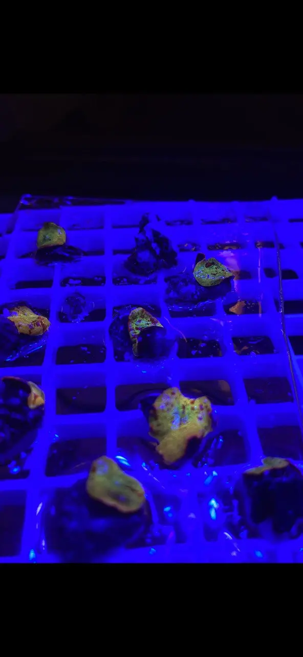 Jawbreaker Mushroom-Electus Strain 1