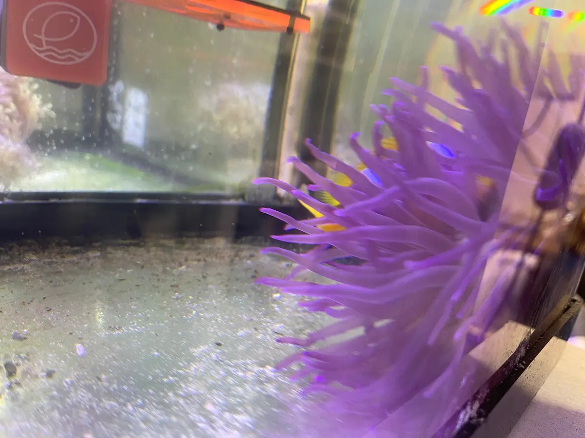 Long Tentacle Anemone-Purple (Xl) 1