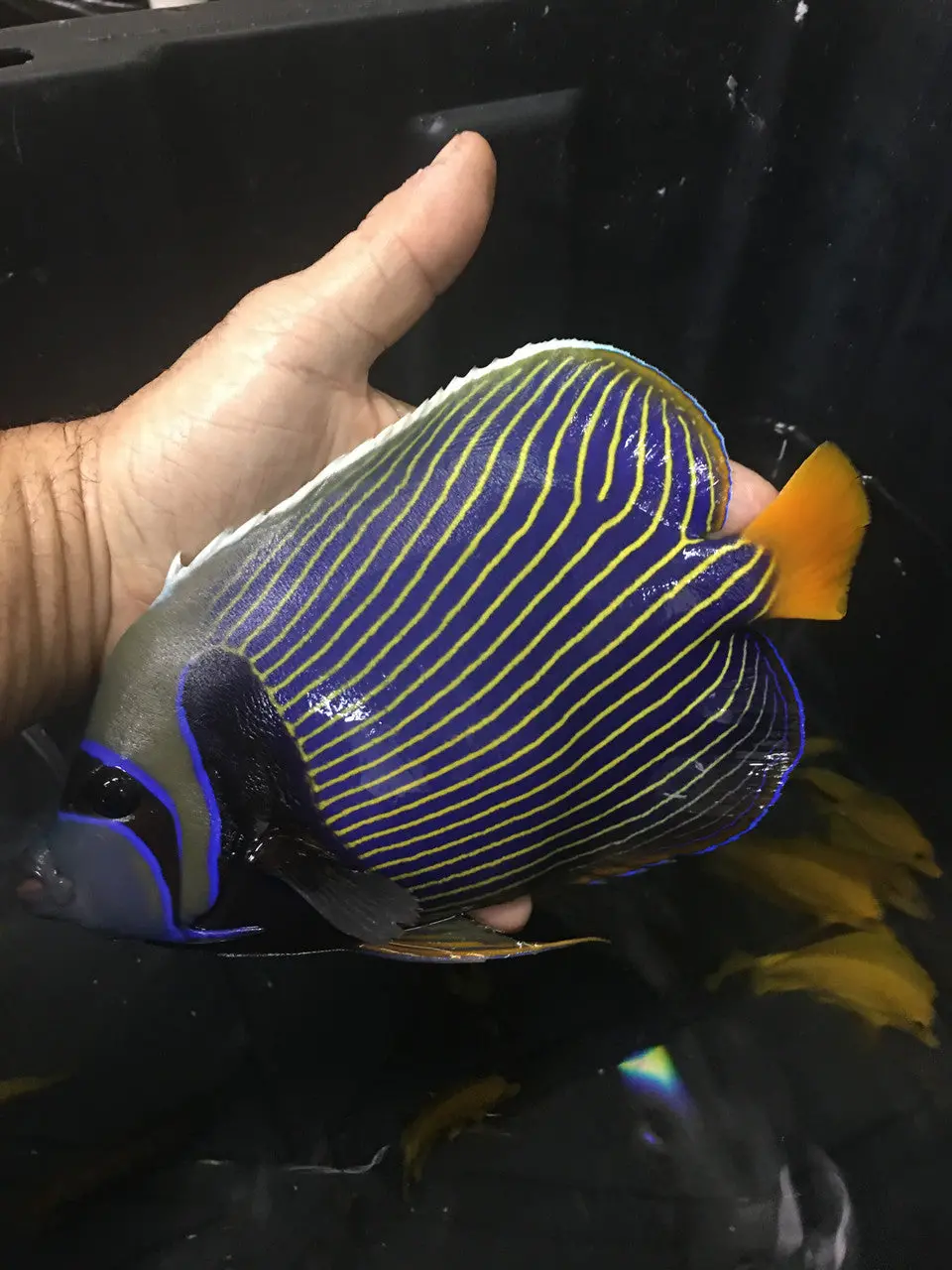 Imperator Angel 10" (Orange Tail-Madagascar) 1