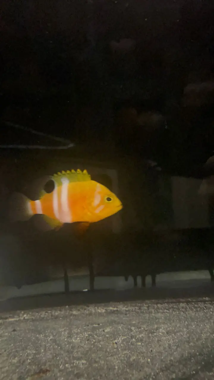 Neptune Grouper- 10"  (Cephalopholis Igarashiensis) 1