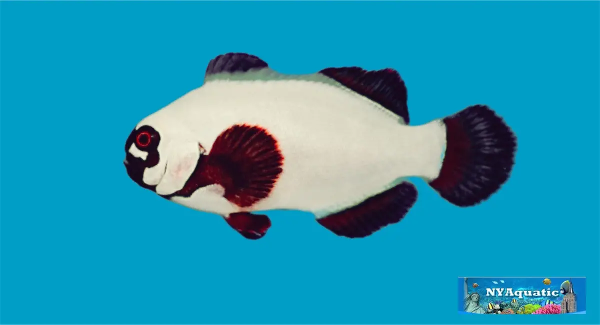 Gold Nugget Maroon Clownfish (3-5Cm) 1