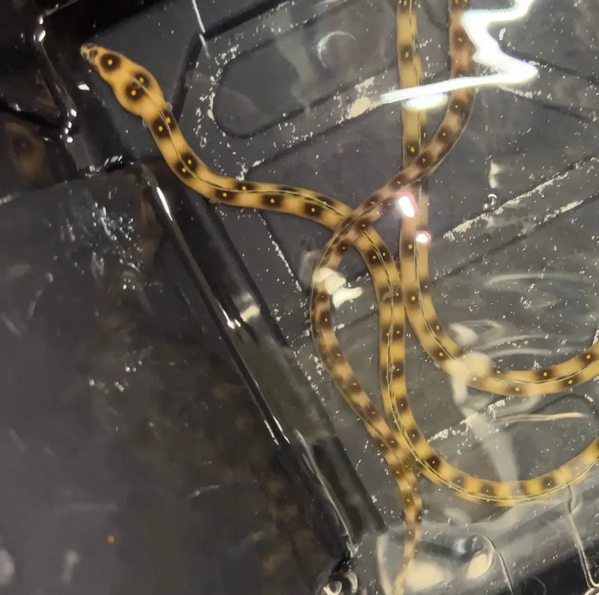 Brazillian Goldspotted Eel (Myrichthys Ocellatus) (24") 1