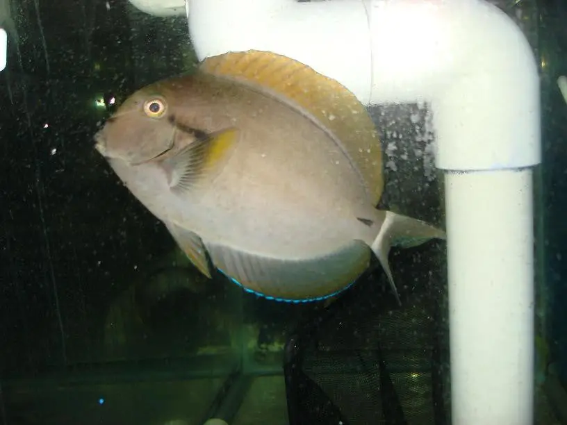 Black Shoulder Tang 3-4" 1