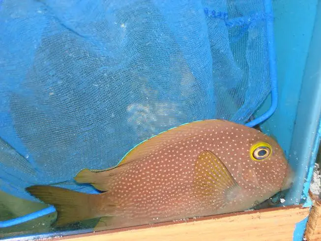 Blue Spotted Kole Tang 1