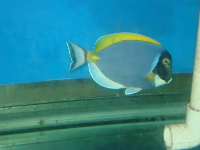 Powder Blue Tang|Acanthurus Leucosternon- 4-5" 1