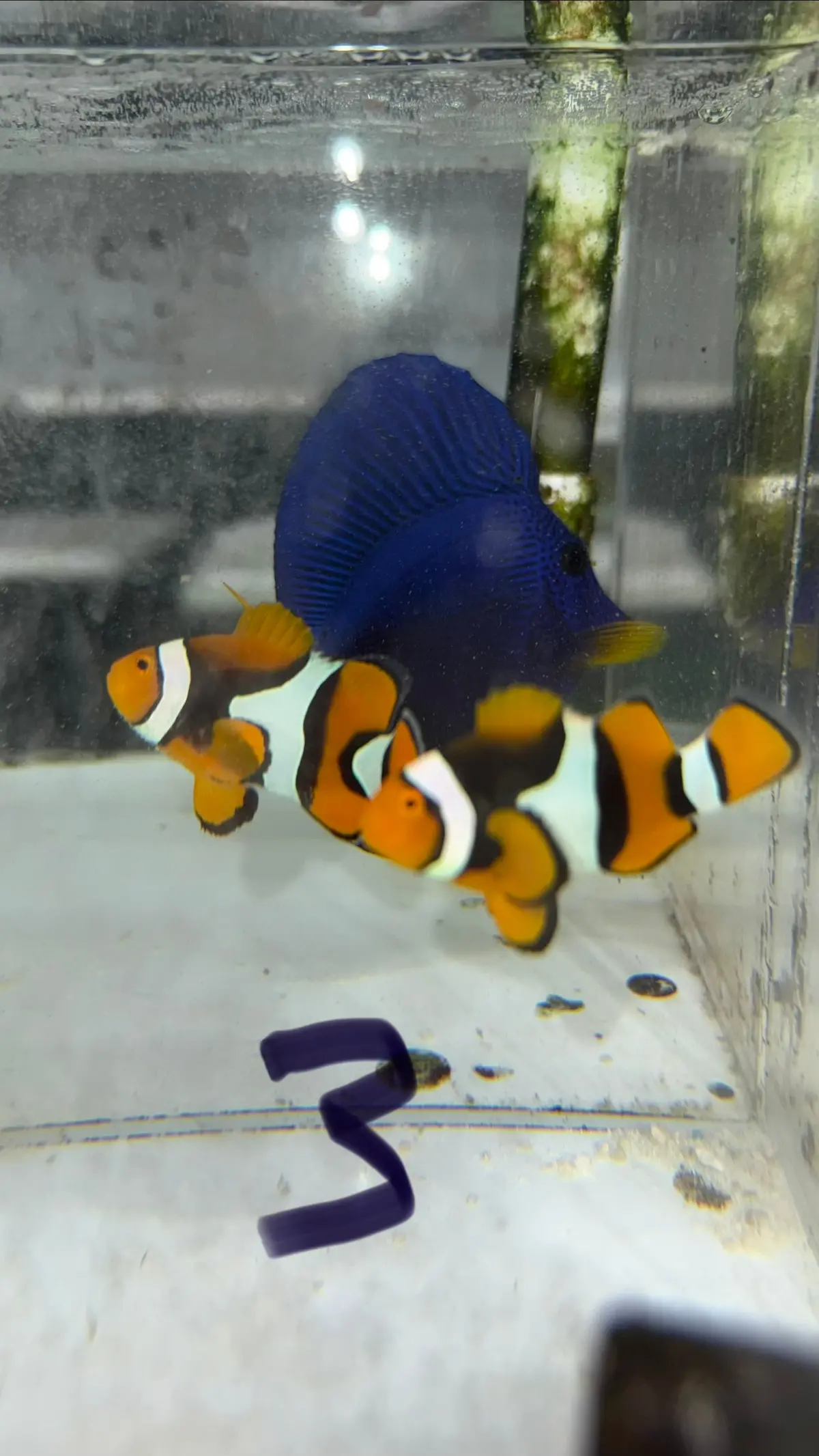 True Percula Clownfish-Super Black Pair 3 Wysiwyg 1
