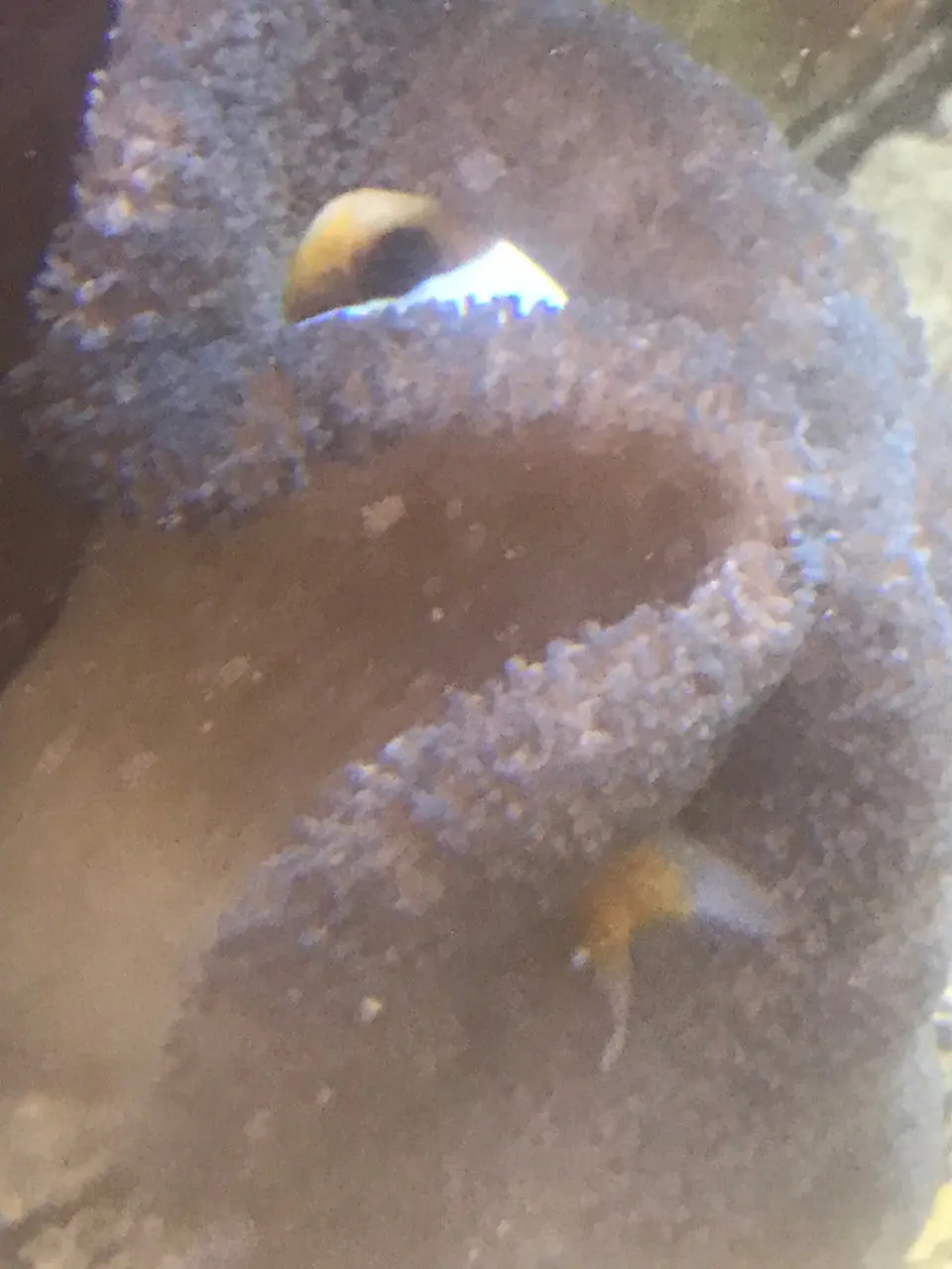 Carpet Anemone-Blue (10-12" Gigantea) 2
