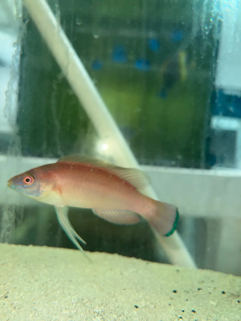 Pylei Fairy Wrasse (4" Super Male) 1