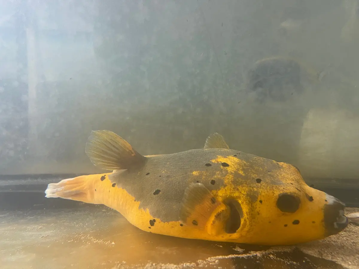 Dog Face Puffer-Gold And Black (6”) 1