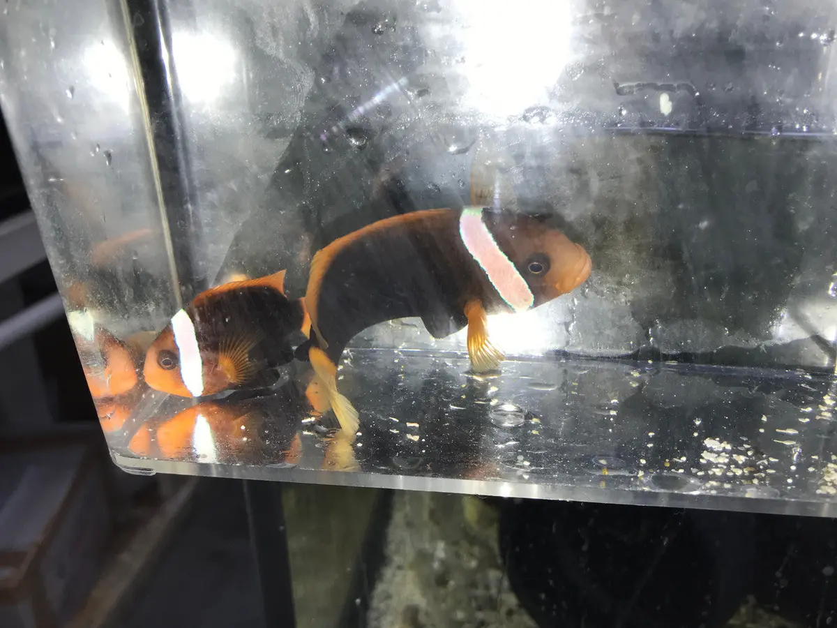 Pair Australian Ruby Clownfish | Amphiprion Rubrocinctus (Wc) 2