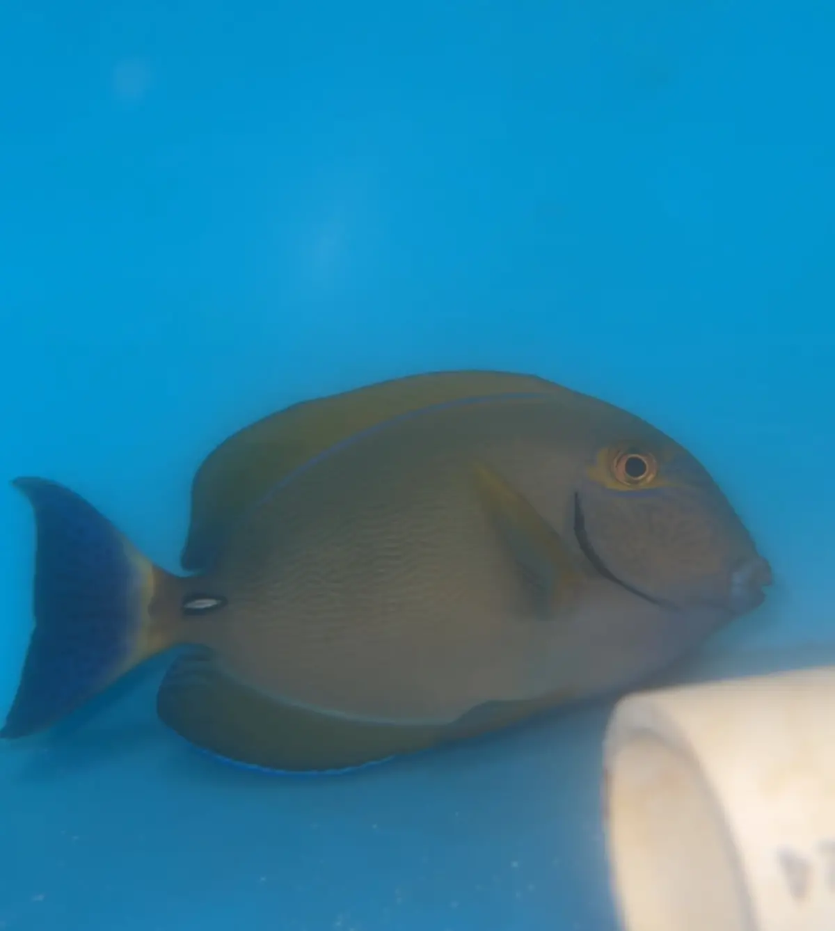 Dussumeri Tang-Adult 5-6" (Australia ) 1