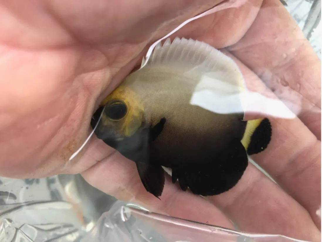 Conspiculatus Angel (Chaetodontoplus Conspicillatus) (2-3” Captive Bred) 1