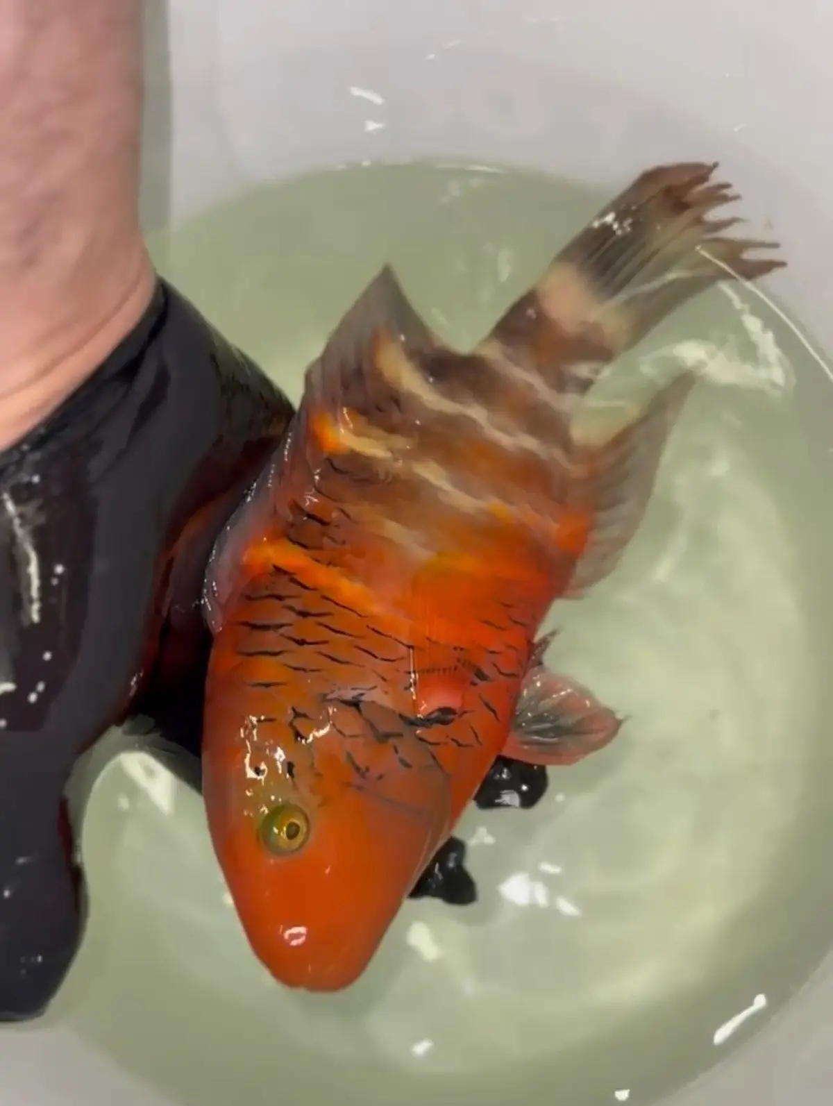 Red Sea Red Breasted Wrasse | Cheilinus Faschiatus (12”) 1