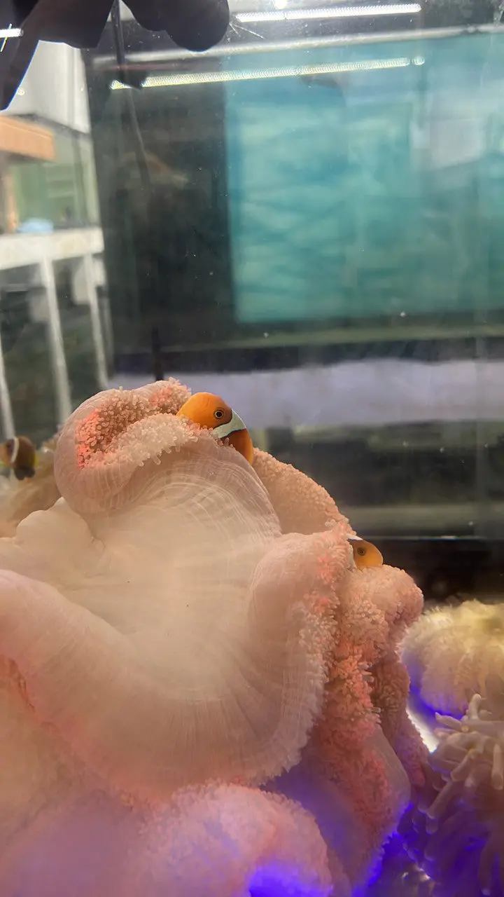 Wysiwyg White Bonnet Clownfish With Host Red Carpet Anemone 1