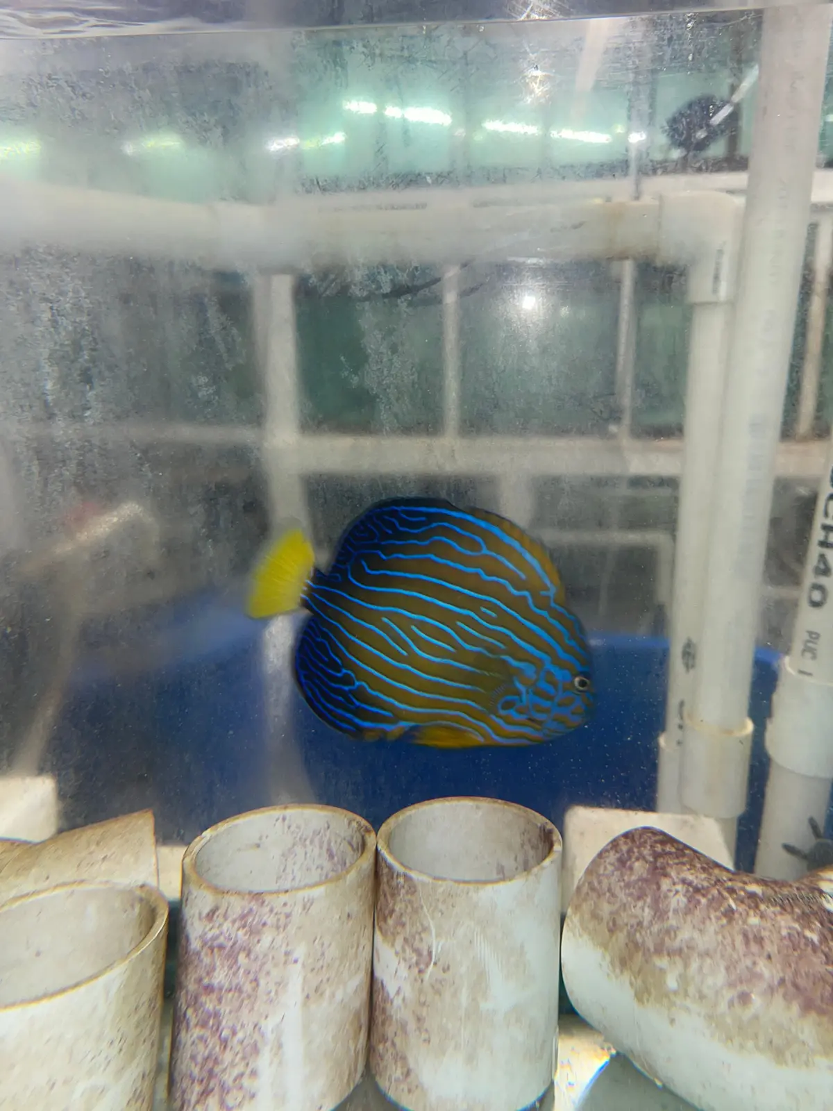 Maze (Orange Face) Angelfish-Chaetodontoplus Chrysocephalus 6" 1