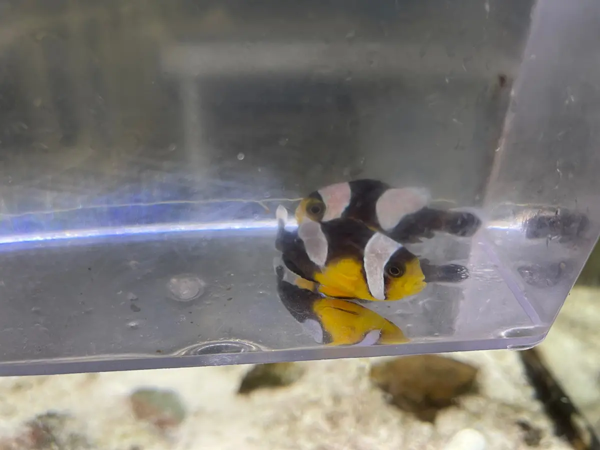 Yellow Saddleback Clownfish Pair (Png) 1