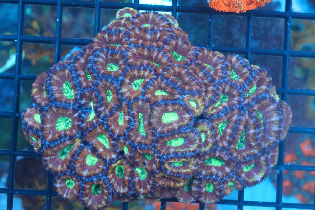 Micromussa Lord Colony (B2) 1