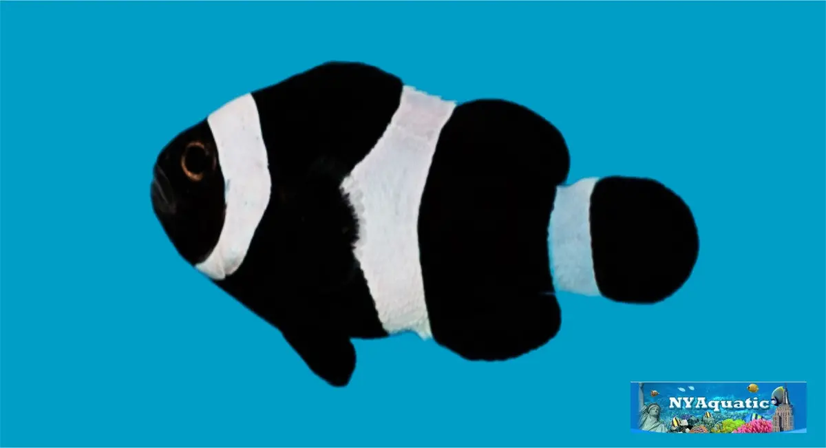Full Black Ocellaris Clownfish  (1-2Cm) 1