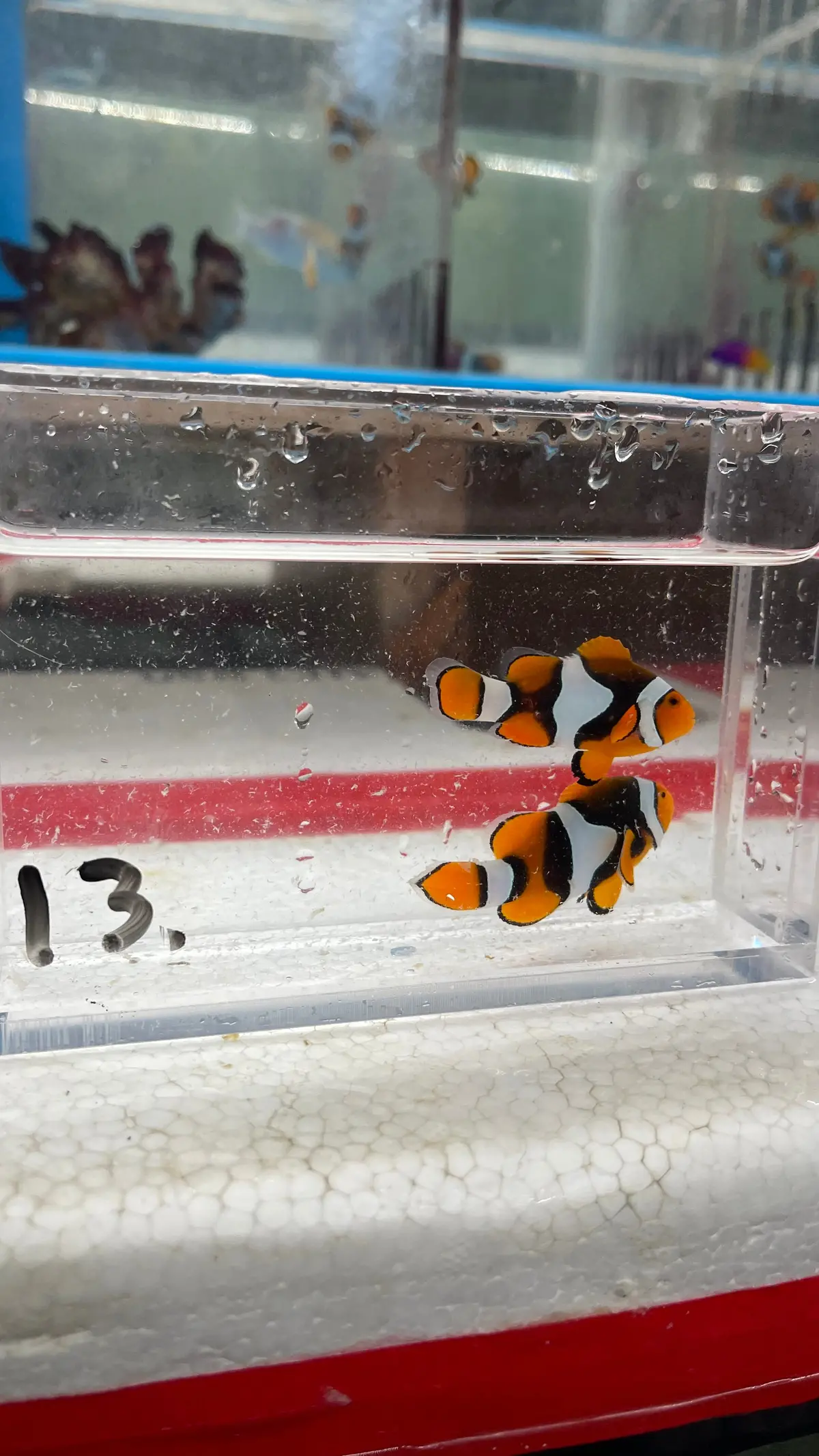 True Percula Clownfish-Super Black Pair (Wysiwyg #13) 1