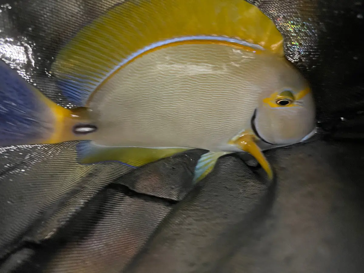 Dussumeri Tang-Adult 10” (Australia) 1