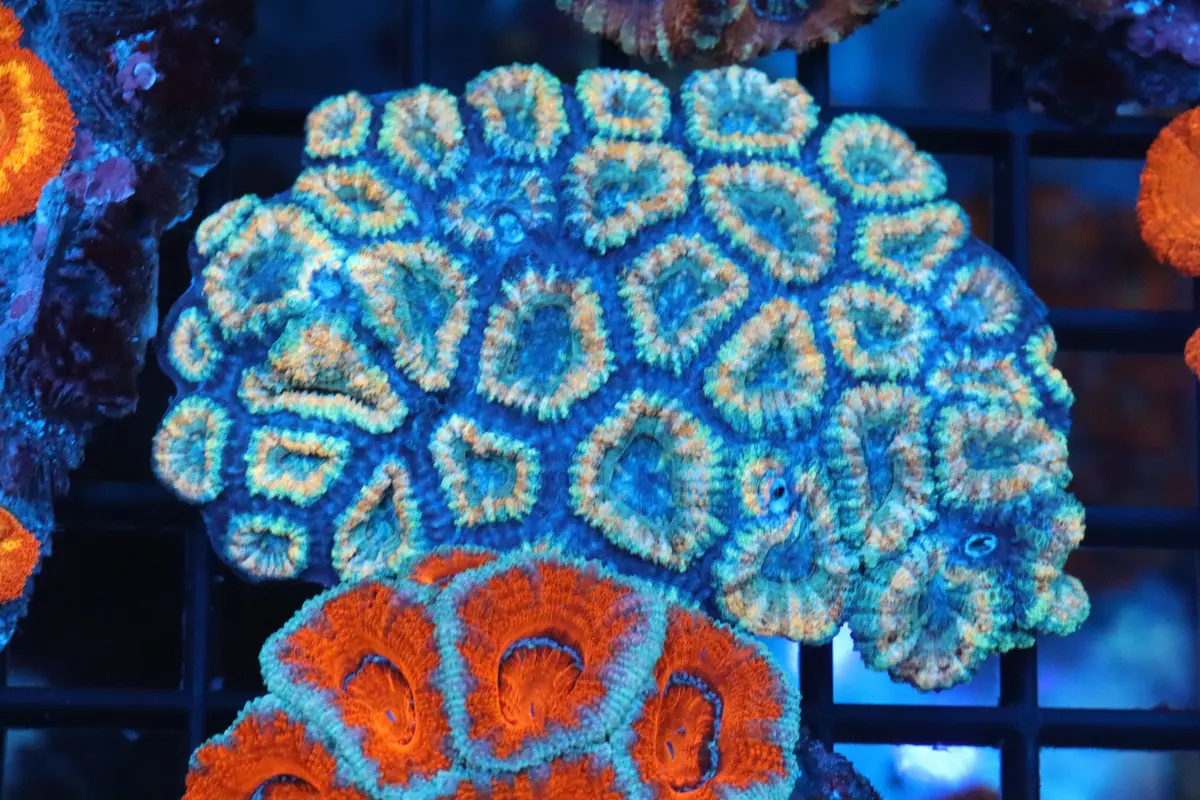 Micromussa Lord Colony (N) 1