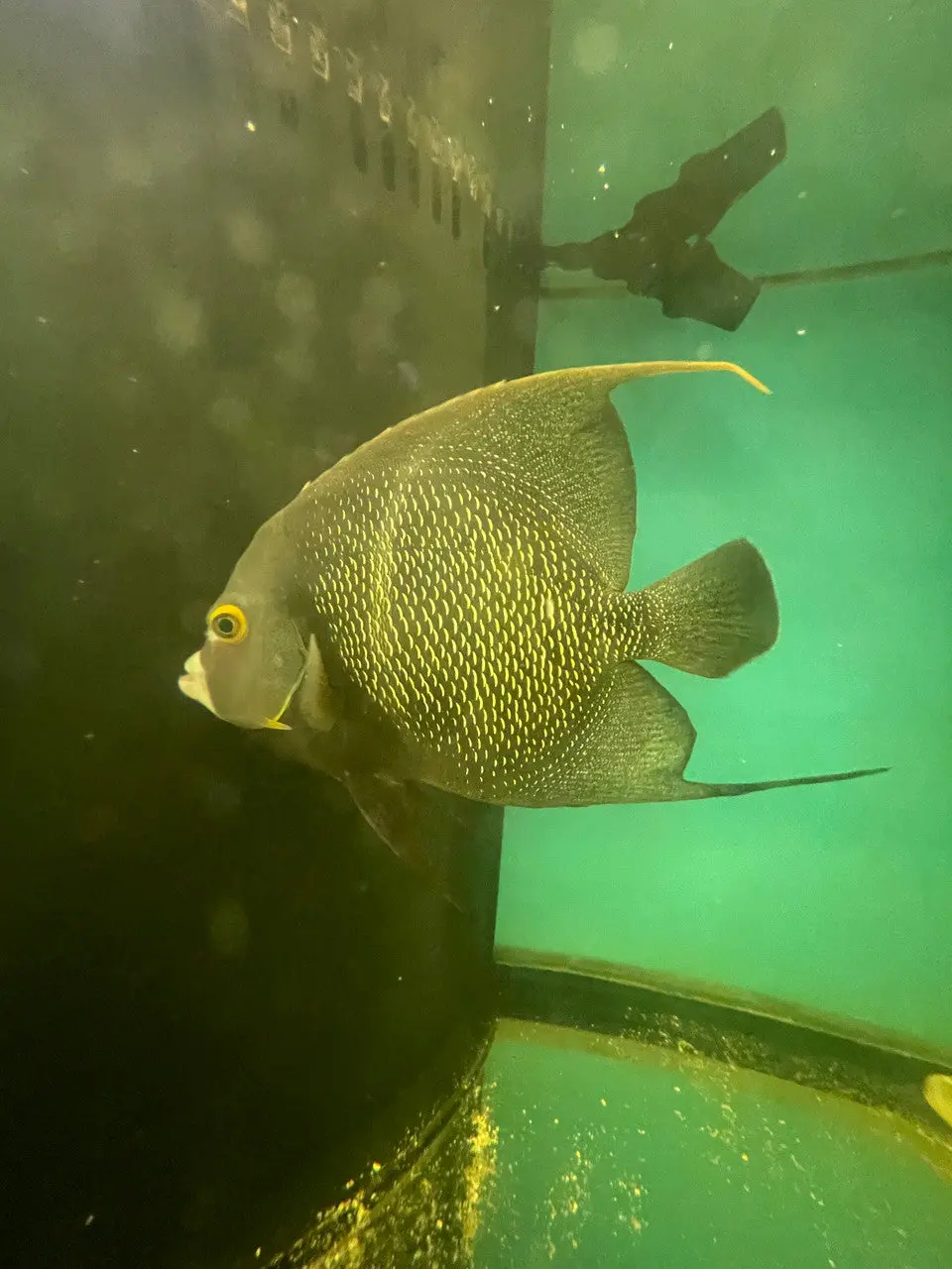 French Angelfish (7-8") | Pomacanthus Paru 1