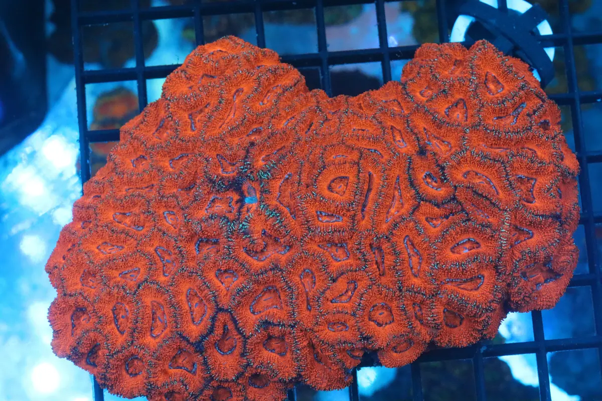 Micromussa Lord Colony (B4) 1