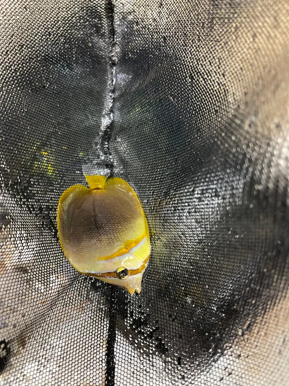 Australian Gold Stripe Butterfly (3-4') | Chaetodon Aureofasciatus 1