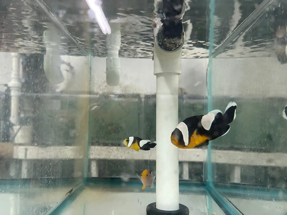 Black & Gold Saddleback Clownfish Png) 1