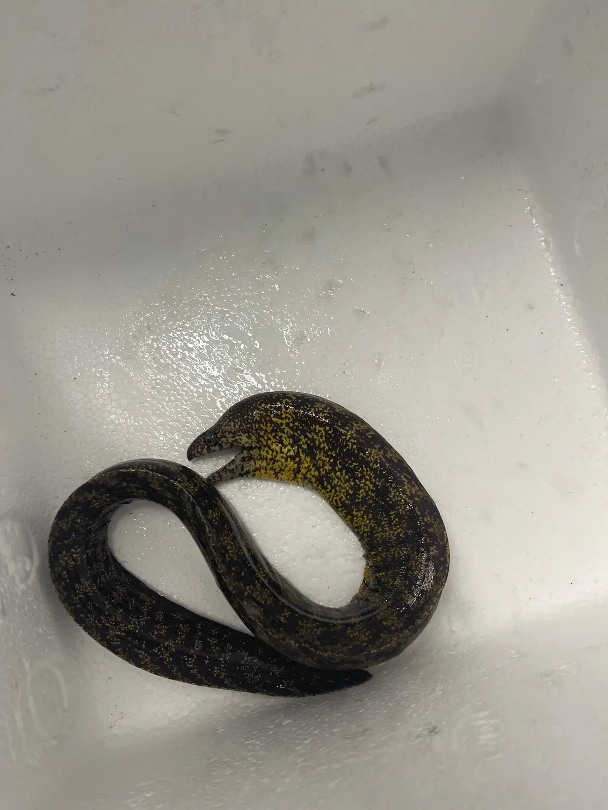Japanese Kidako Moray (12-15") | Gymnothorax Kidako 1