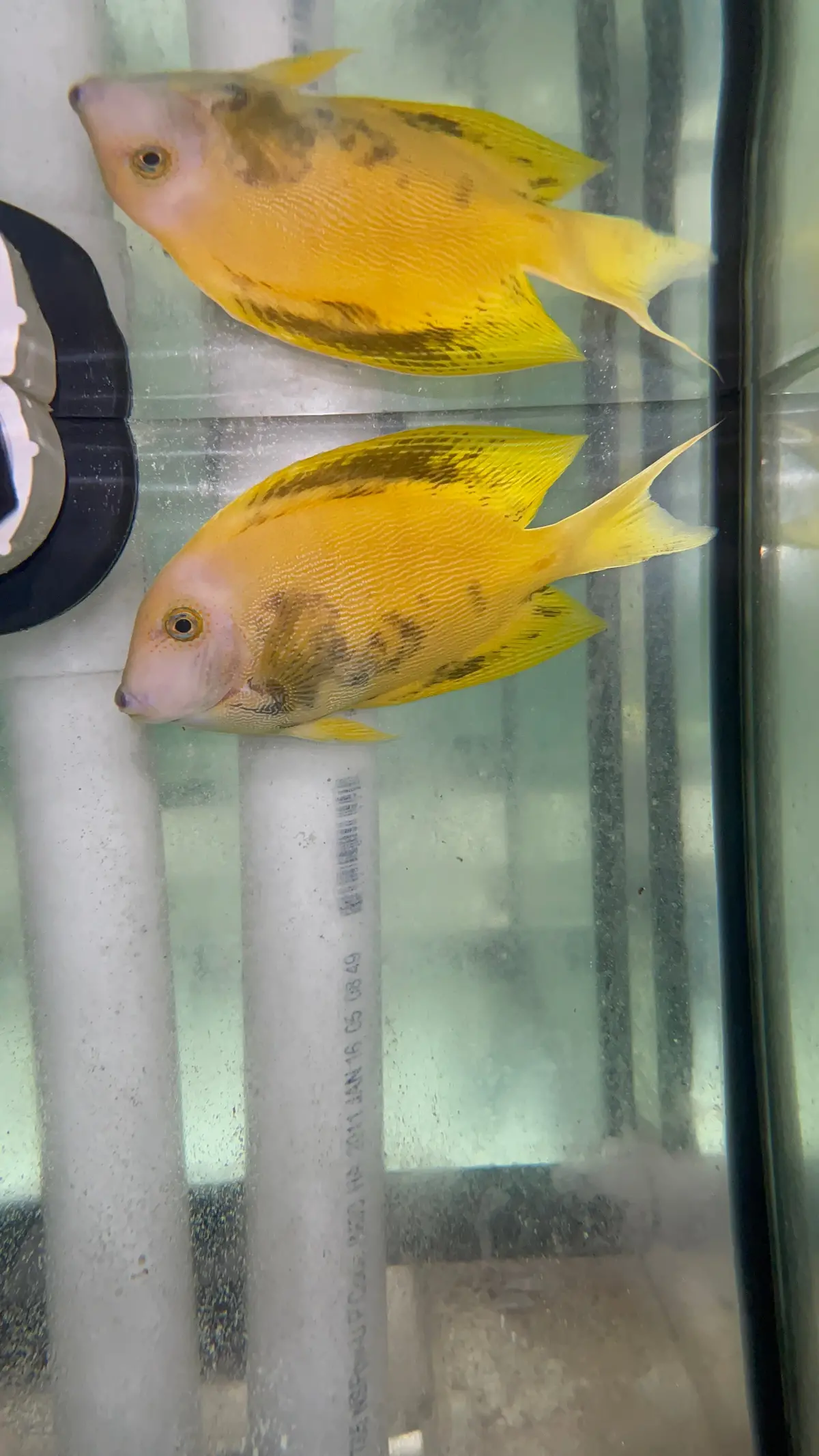Aberrant Mimic Tang (Wysiwyg) 1
