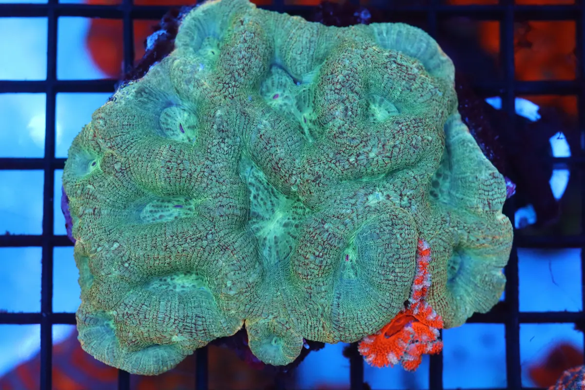 Bowerbanki W/ Acan Baby Colony (A123) 1