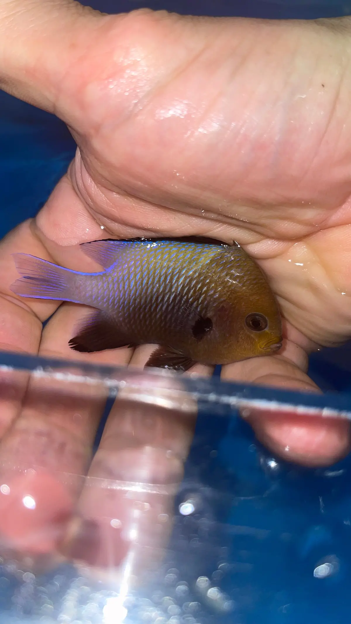Red Sea Half Moon Damsel | Dascyllus Marginatus 1