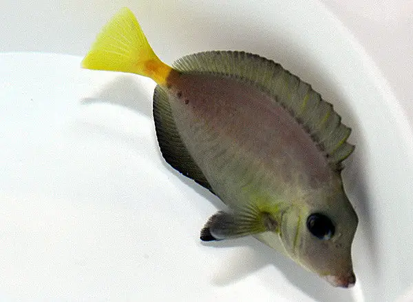Indonesian Sawtail Tang - Prionurus Punctatus (4") 1