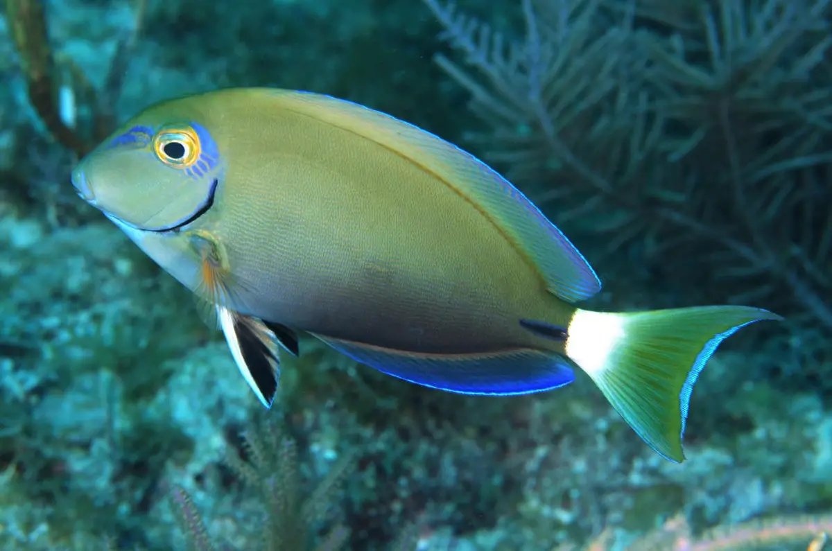 Ocean Surgeon | Acanthurus Bahianus , (3”) 1