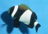 Wide Band Clownfish 1