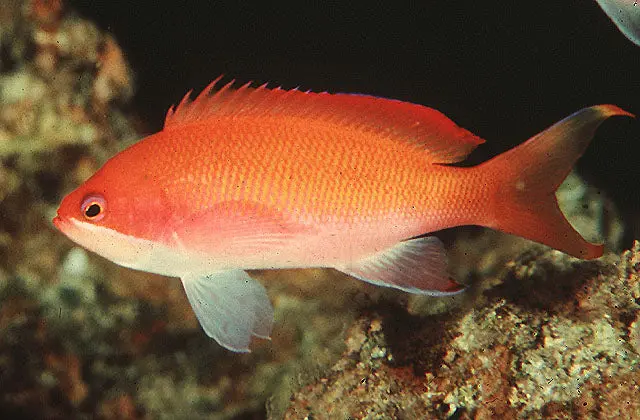 Red Sea Broadstriped Anthias | Pseudanthias Taeniatus (Female) 1