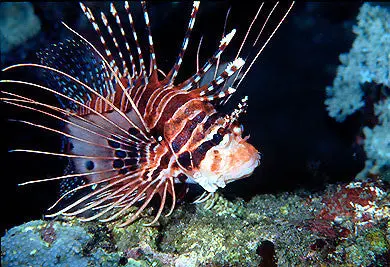 Antennata Lionfish 1