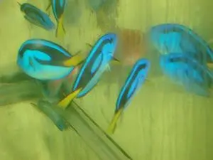 Blue Hippo Tang (1-2")-Yellow Belly (Kenya) 1