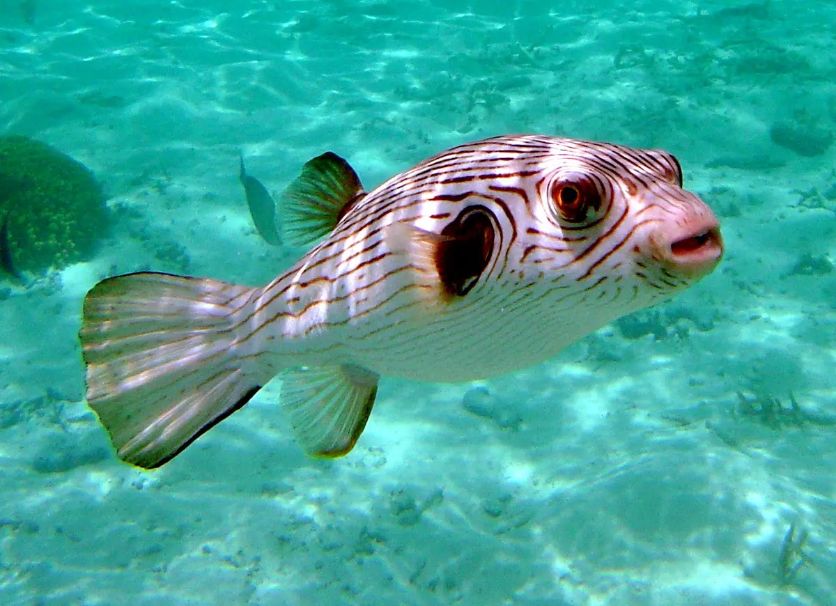 Narrow-Lined Puffer, Arothron Manilensis  (3-4") 1
