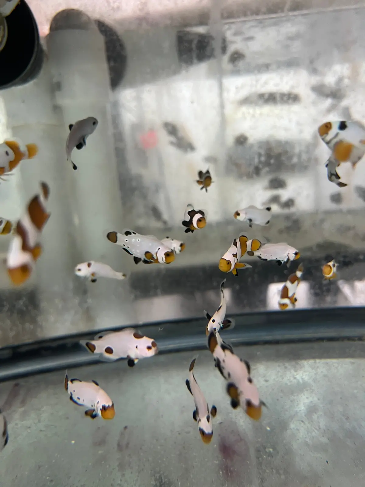 Assorted Captive Bred Clownfish (Random) 1