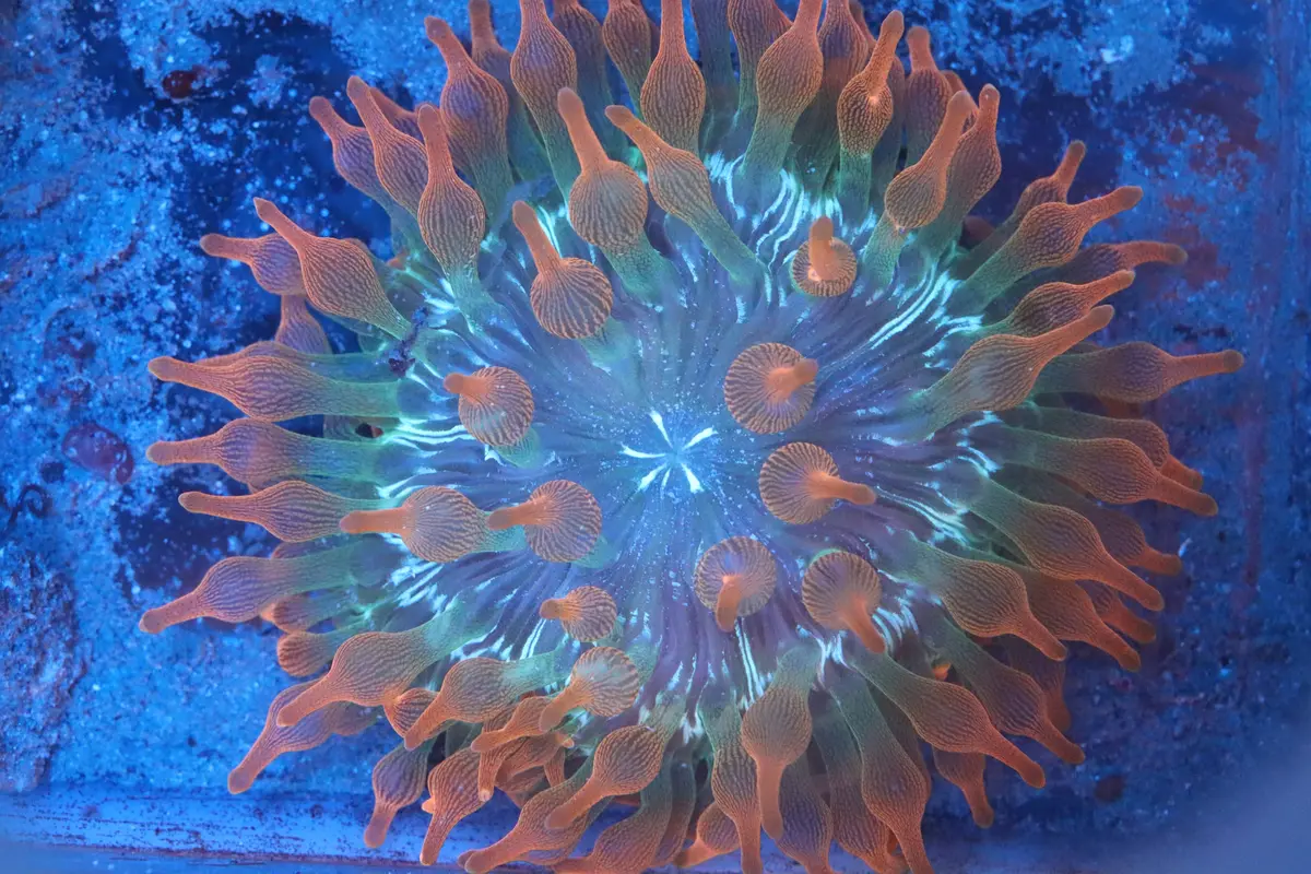 Rose Bubble Tip Anemone 3 1/2”-4" 1