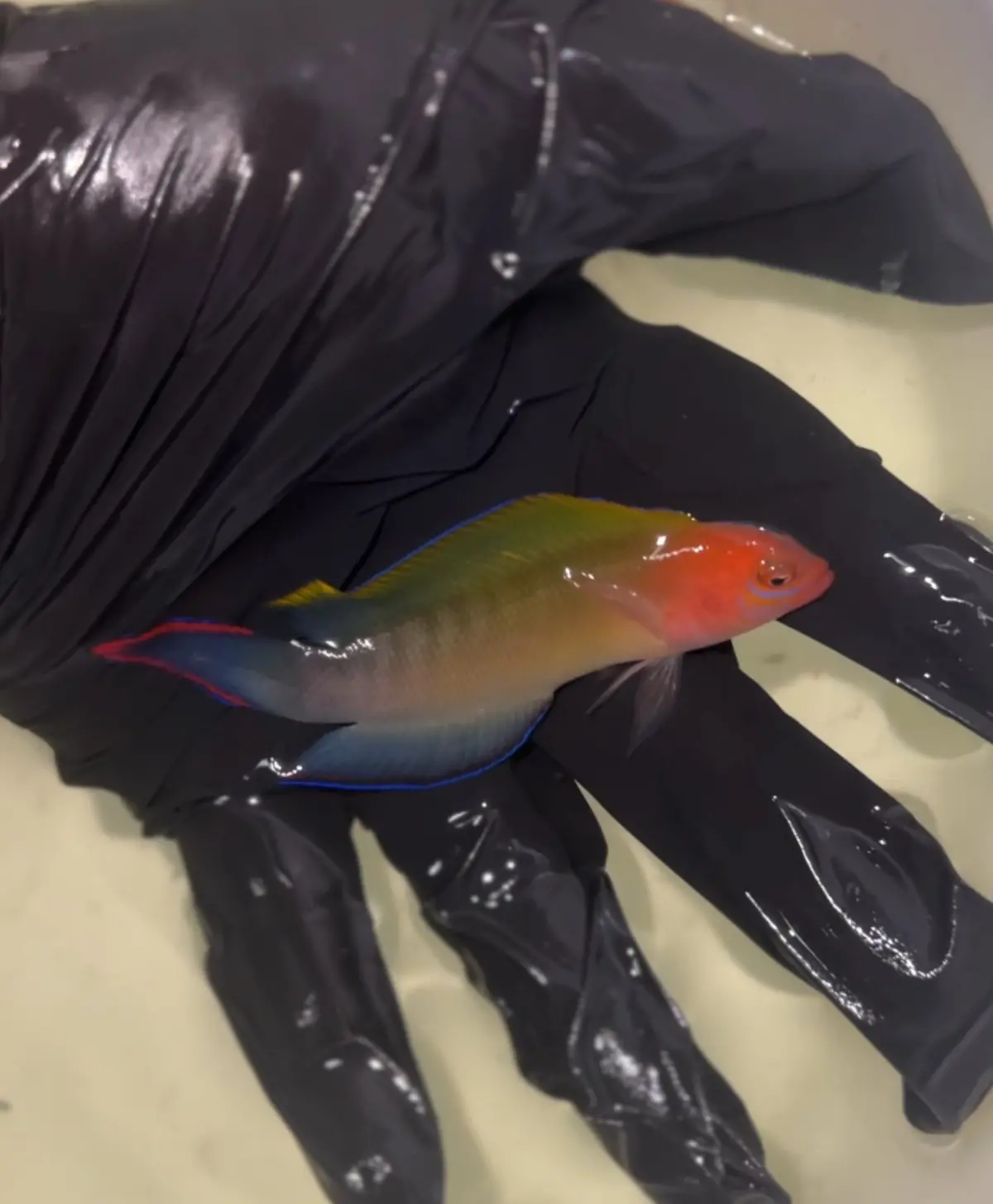 Multicolour Dottyback - Ogilbyina Novaehollandiae 1