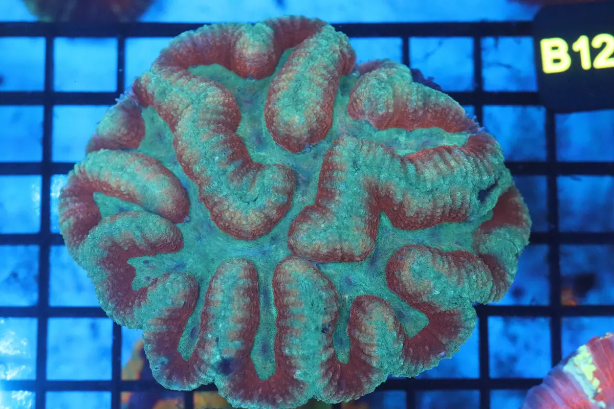 Symphyllia Brain Wysiwyg (B122) 1