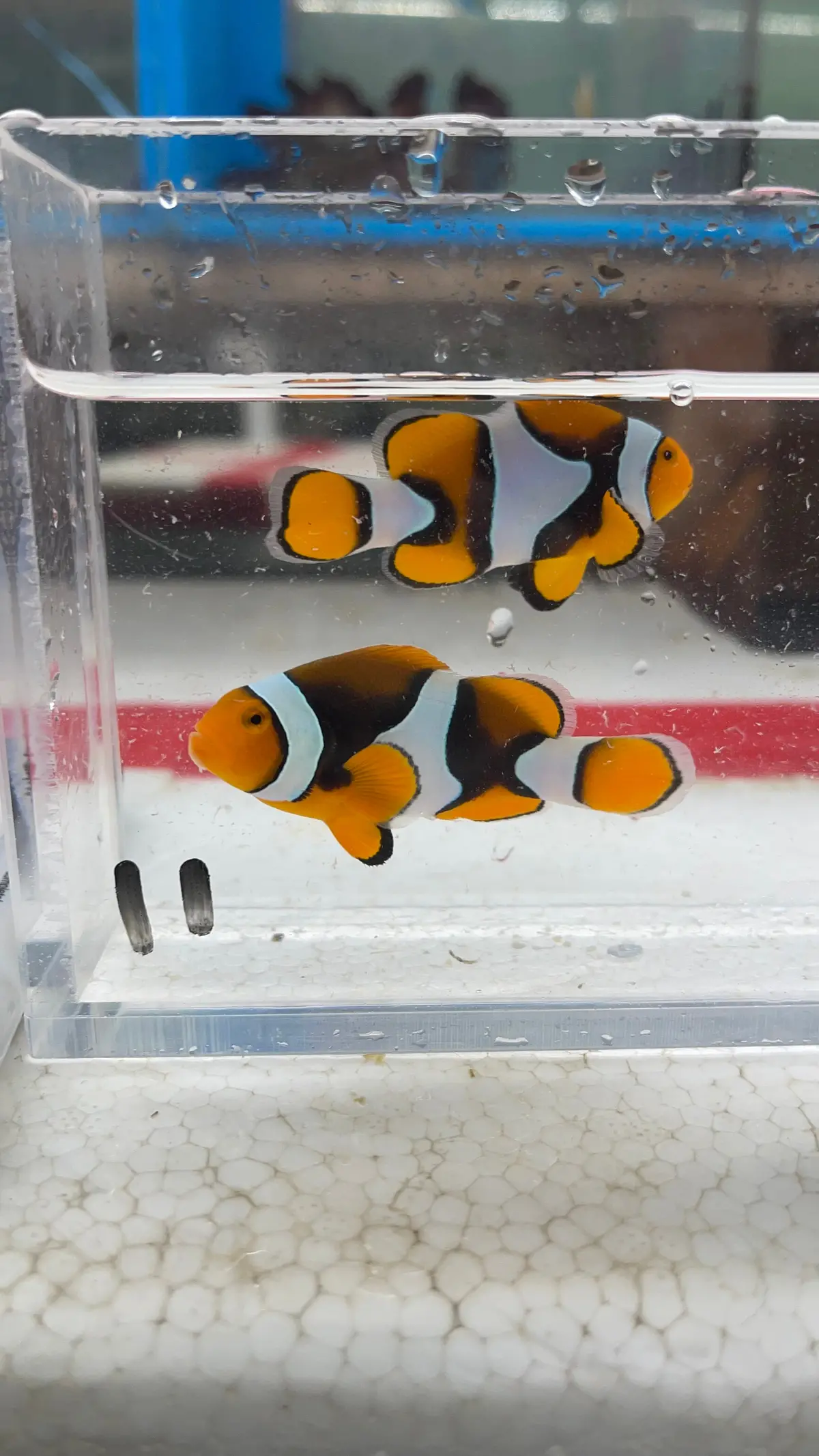 True Percula Clownfish-Super Black Pair (Wysiwyg #11) 1