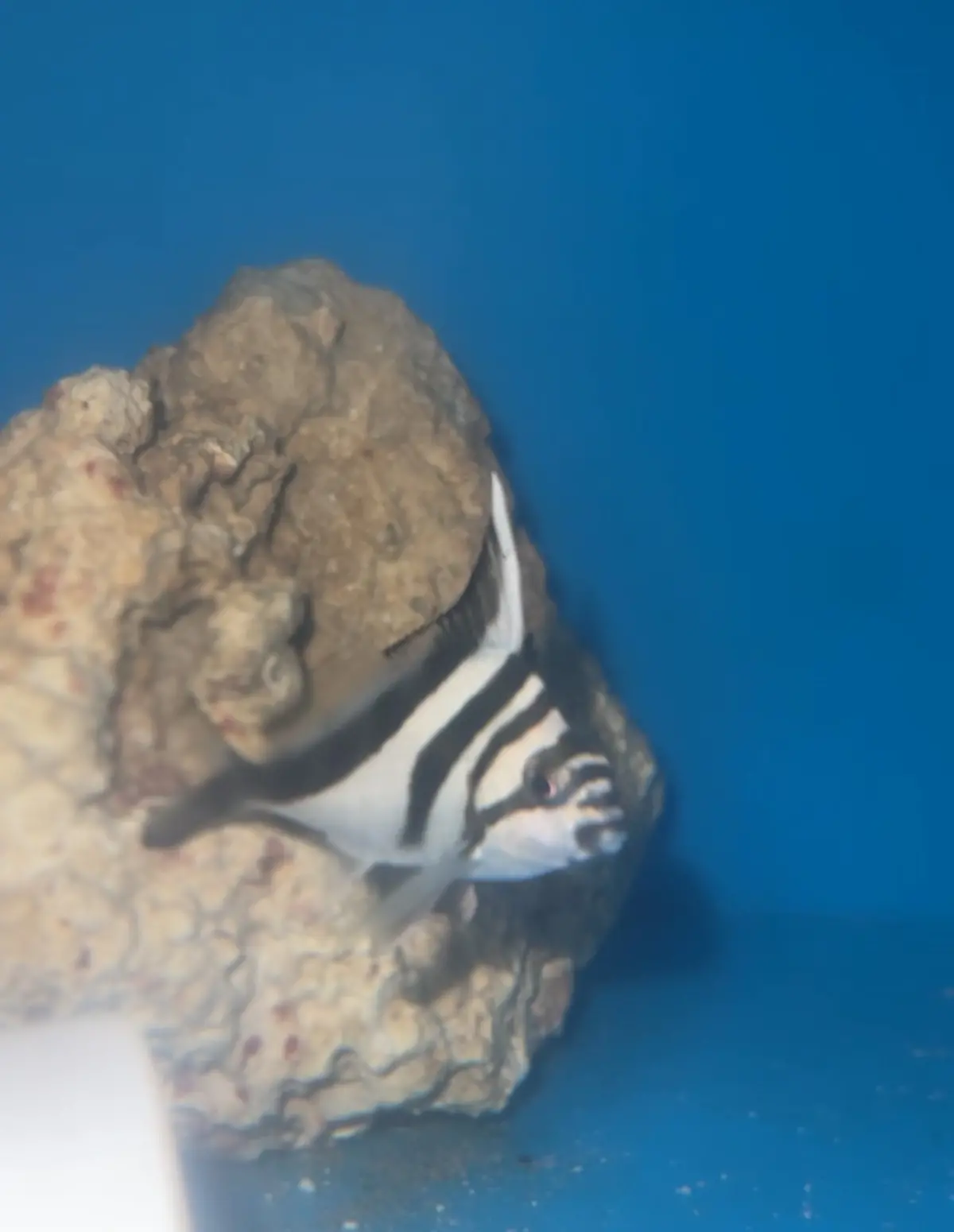 Magpie Morwong - Cheilodactylus Gibbosus 1