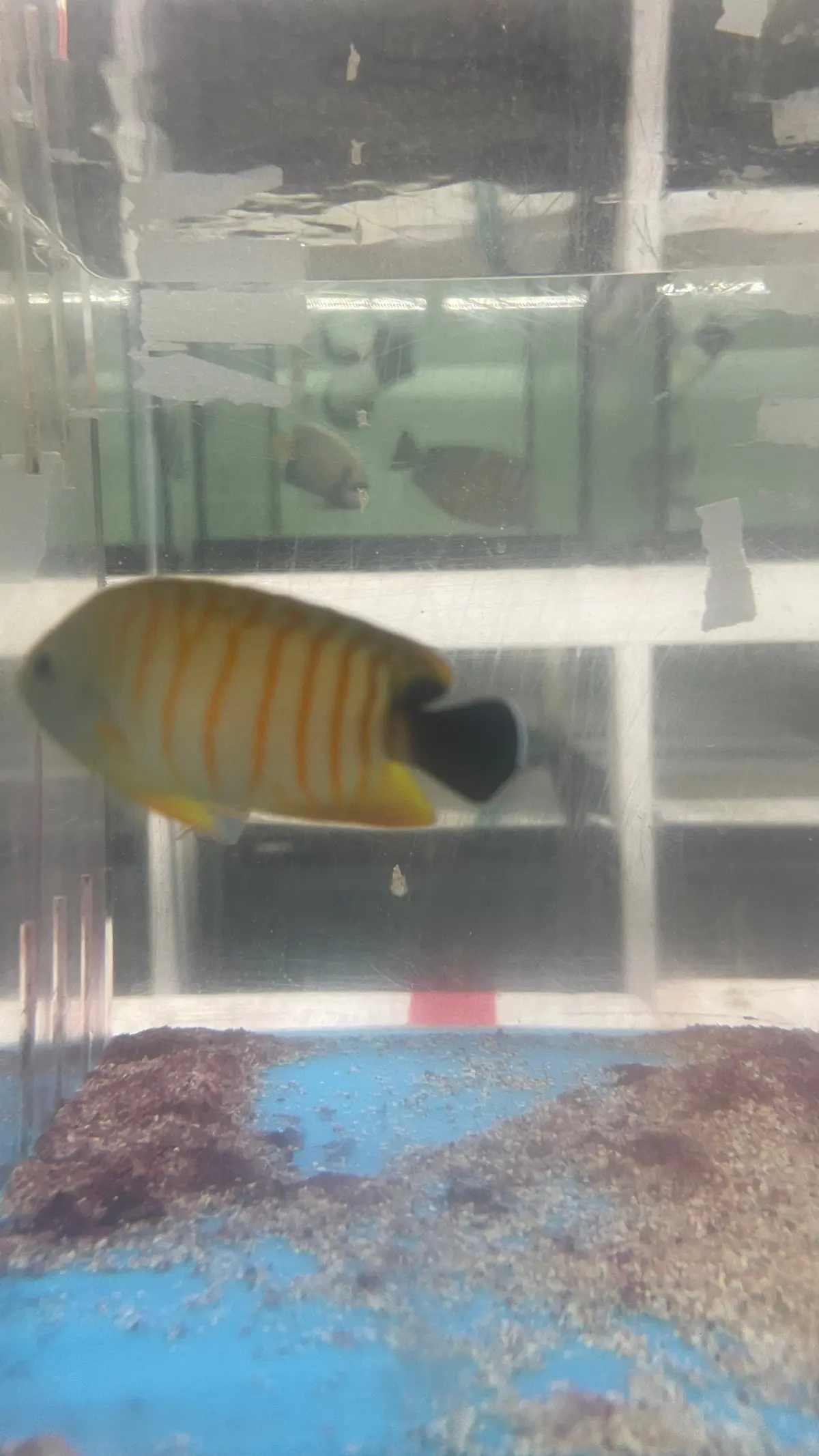 Hybrid Eibli Tigerpyge Angel (2”) 1