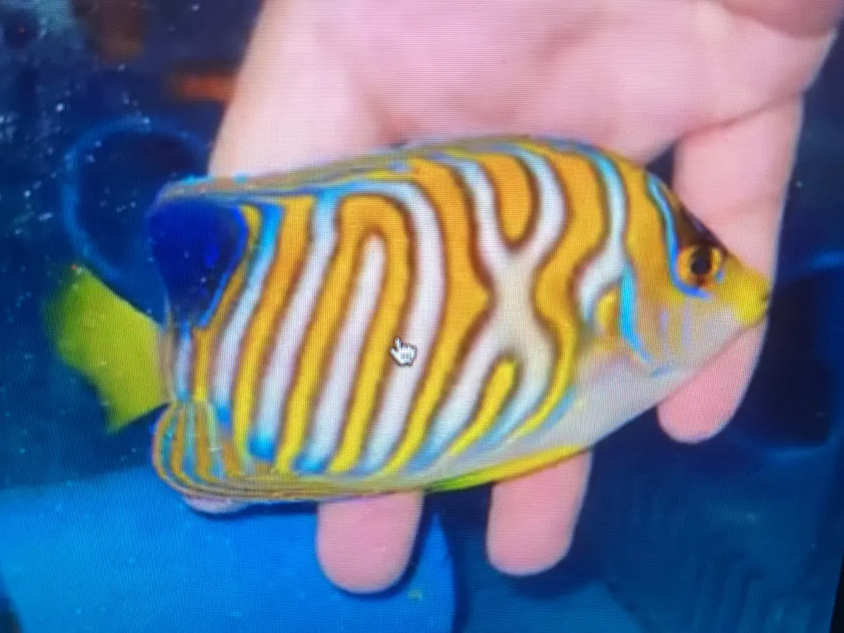 Regal Angel  (4” Insane Misbar) 1