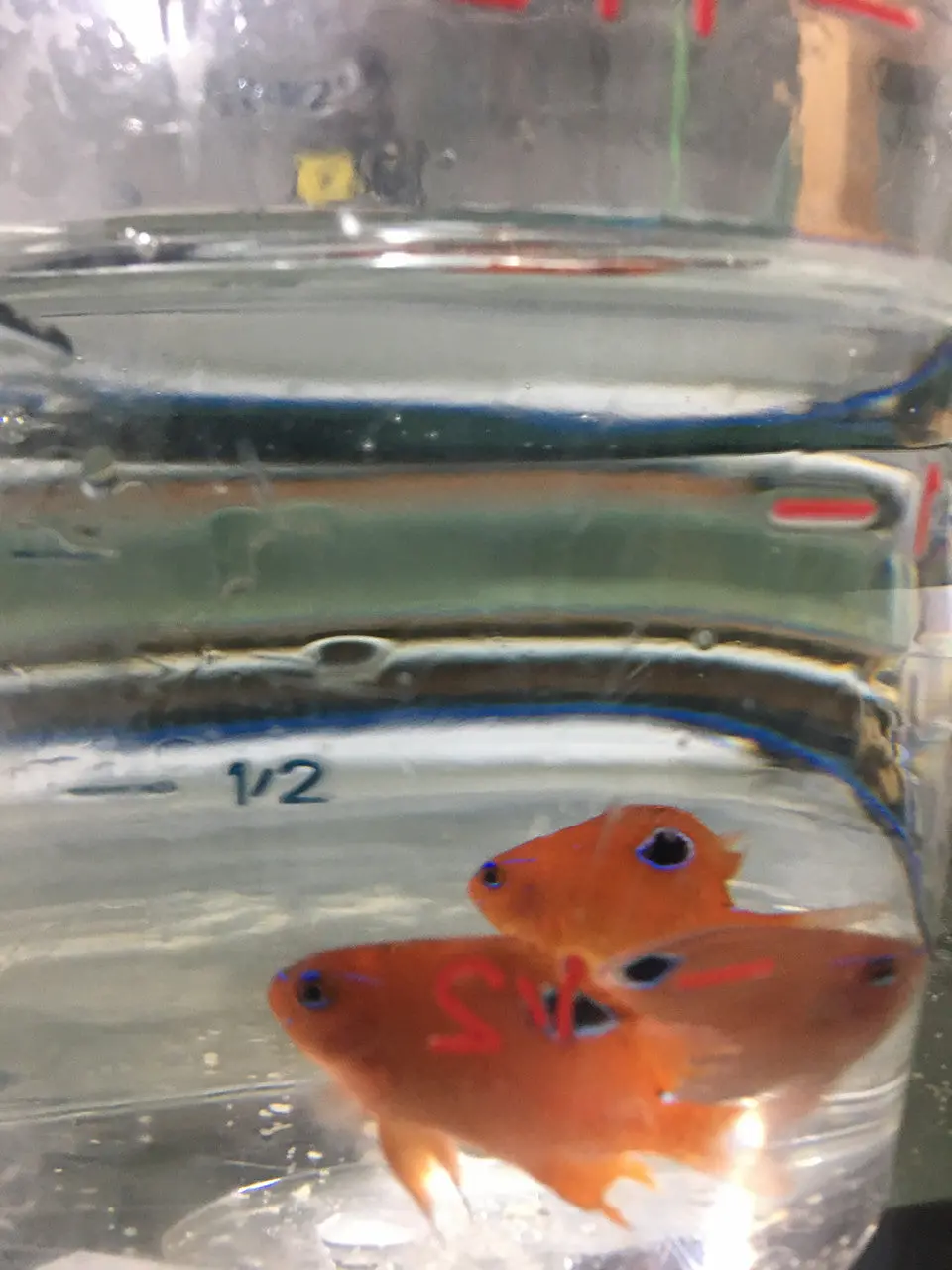 Red One Spot Damsel |Neoglyphidodon Polyacanthus 1